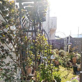 つるバラ壁面誘引の投稿画像一覧 Greensnap グリーンスナップ