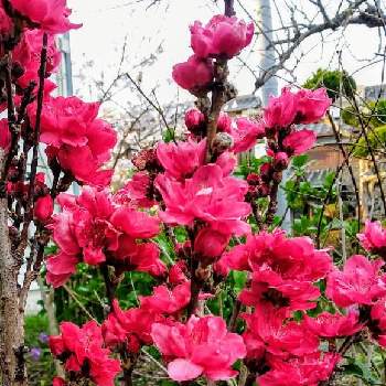 花桃　照手紅の画像 by kazuさん | 小さな庭と花のある暮らしとハナモモ♡とおうち園芸と花桃　照手紅