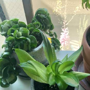 サンセベリア ハニーの投稿画像一覧 Greensnap グリーンスナップ