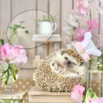 ハリネズミ の投稿画像一覧 Greensnap グリーンスナップ