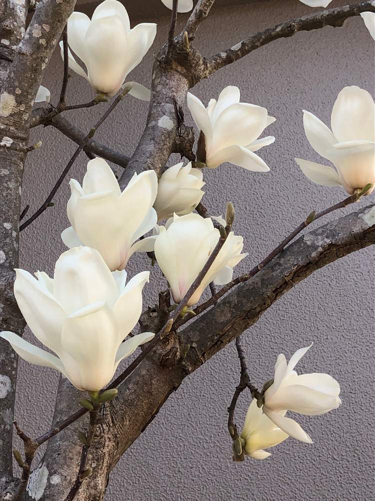 ハクモクレンの投稿画像 By ケントさん 他所様のお花と花木と散歩と庭木と白い花 21月3月27日 Greensnap グリーンスナップ