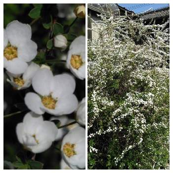ゆきやなぎの画像 by hochinさん | ゆきやなぎと裏庭とおうち園芸と花のある暮らしと白い花と小さな花