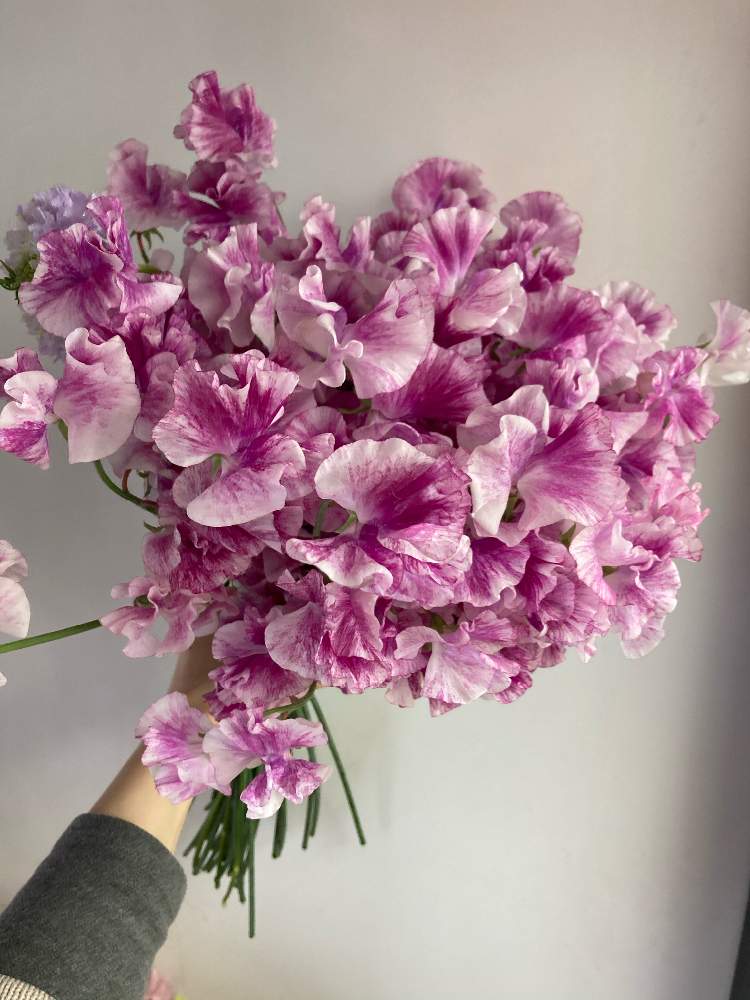 スイートピーの投稿画像 By アトリエkさん 花材とatelierkとアトリエケイと淀屋橋花屋と北浜花屋とアトリエkとお花屋さんと切り花 と花材とatelierkとアトリエケイと淀屋橋花屋と北浜花屋とアトリエkとお花屋さんと切り花 21月3月27日 Greensnap グリーンスナップ スイートピーの投稿画像 By アトリエkさん 花材とatelierkとアトリエケイと淀屋橋花屋と北浜花屋とアトリエkとお花屋さんと切り花 と花材とatelierkとアトリエケイと淀屋橋花屋と北浜花屋とアトリエkとお花屋さんと切り花 21月3月27日 Greensnap グリーンスナップ