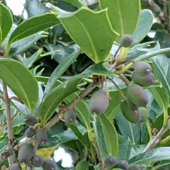 ヒイラギ 柊 の育て方 剪定時期や挿し木の方法は Greensnap グリーンスナップ