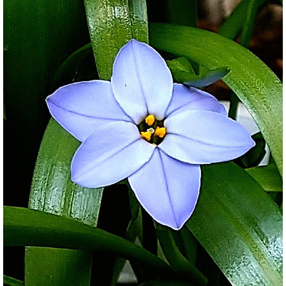 ハナニラの投稿画像 By あべべさん 花のある暮らしと春を告げる花とインフェイオンと小さな庭といただきもの と花のある暮らしと春を告げる花といただきもの 21月3月27日 Greensnap グリーンスナップ Greensnap グリーンスナップ