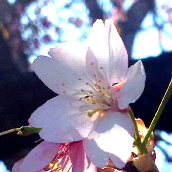 大寒桜の投稿画像一覧 Greensnap グリーンスナップ