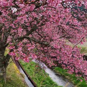 オカメザクラ,おかめ桜,バラ科,サクラ属,川土手の画像