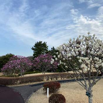 花の癒しの投稿画像一覧 Greensnap グリーンスナップ