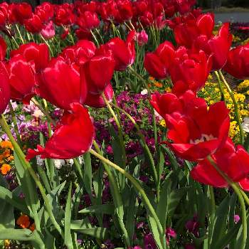 六本木ヒルズの投稿画像一覧 Greensnap グリーンスナップ