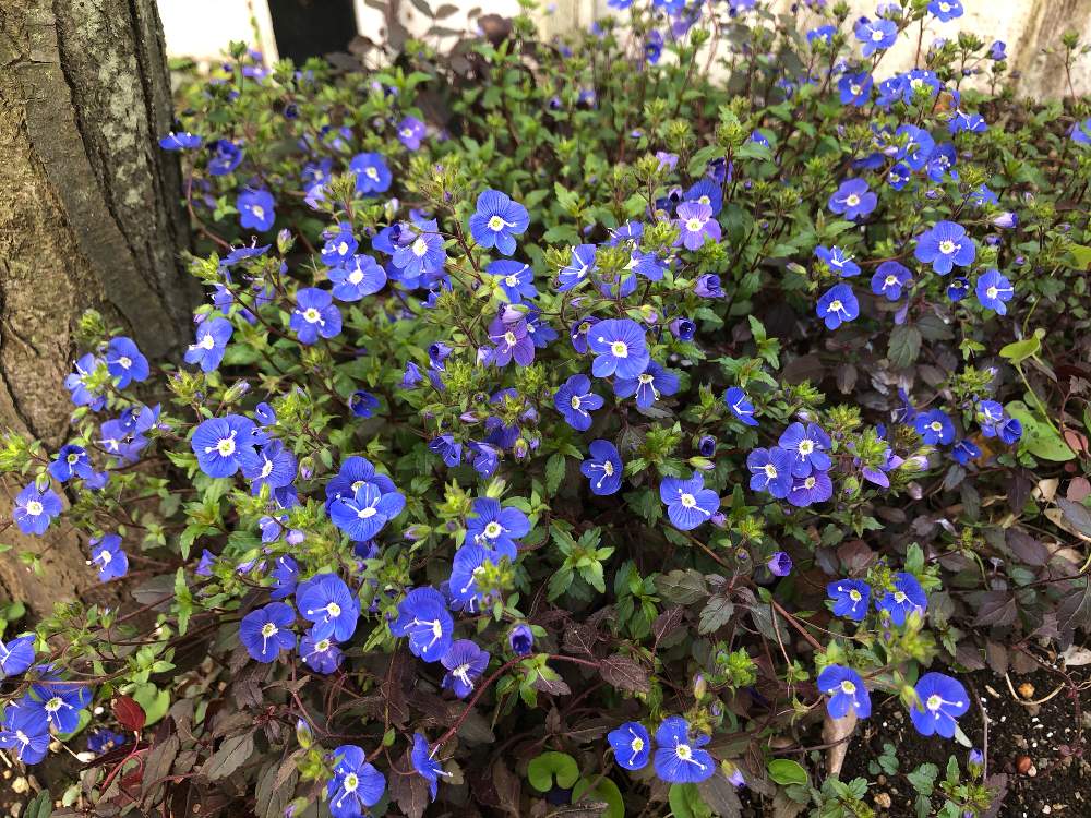 ベロニカオックスフォードブルーの投稿画像 By Lunaさん ブルーと木の下と春に咲くとナチュラルガーデンとブルーの花とグランドカバー 21月3月27日 Greensnap グリーンスナップ