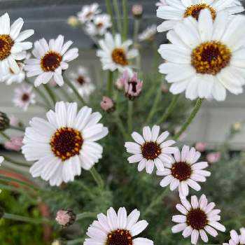 ローダンセマム アフリカンアイズの投稿画像一覧 Greensnap グリーンスナップ