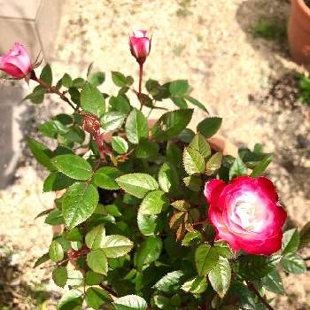 ラブリープリンセス、オプティマの画像 by kazuさん | 小さな庭とラブリープリンセス、オプティマとミニ 薔薇とピンクと楽しみ