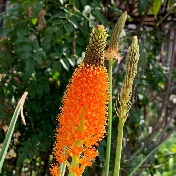 ブルビネラの花の投稿画像一覧 Greensnap グリーンスナップ