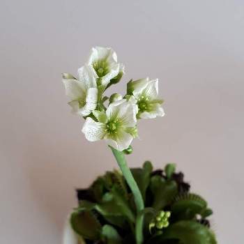 ハエトリソウの投稿画像一覧 Greensnap グリーンスナップ