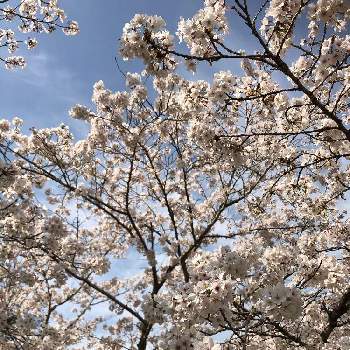 満開！の画像 by maruさん | お出かけ先と桜 ソメイヨシノと花のある風景と満開！と花のある暮らしと青空の下