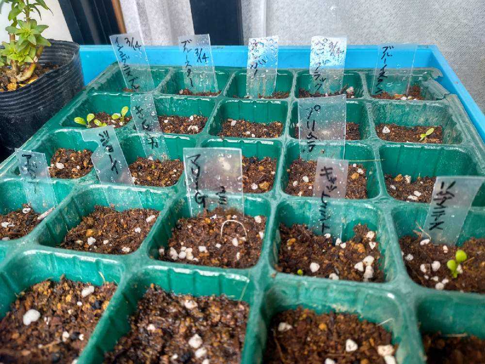 種まき 27 オレガノ 10 28更新 Greensnap グリーンスナップ