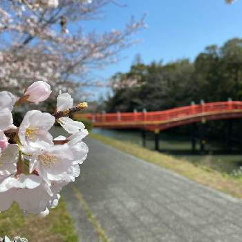 宇佐神宮の投稿画像一覧 Greensnap グリーンスナップ