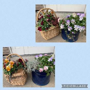 花あられの投稿画像一覧 Greensnap グリーンスナップ