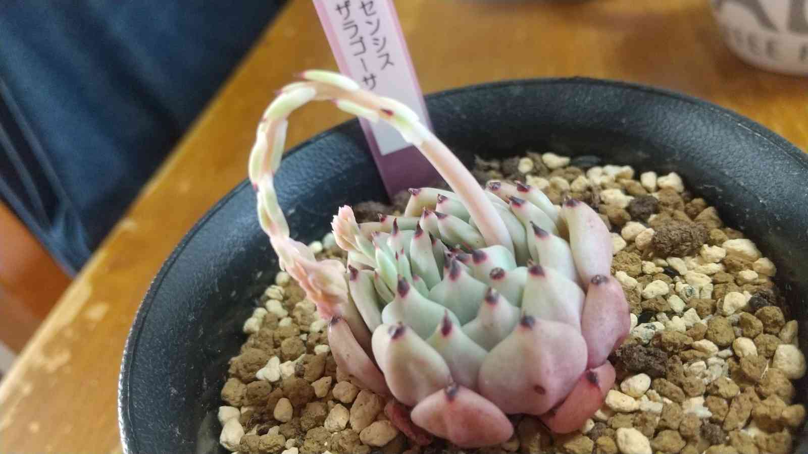 メクセンシスザラゴーサ✨の一覧｜🍀GreenSnap（グリーンスナップ）