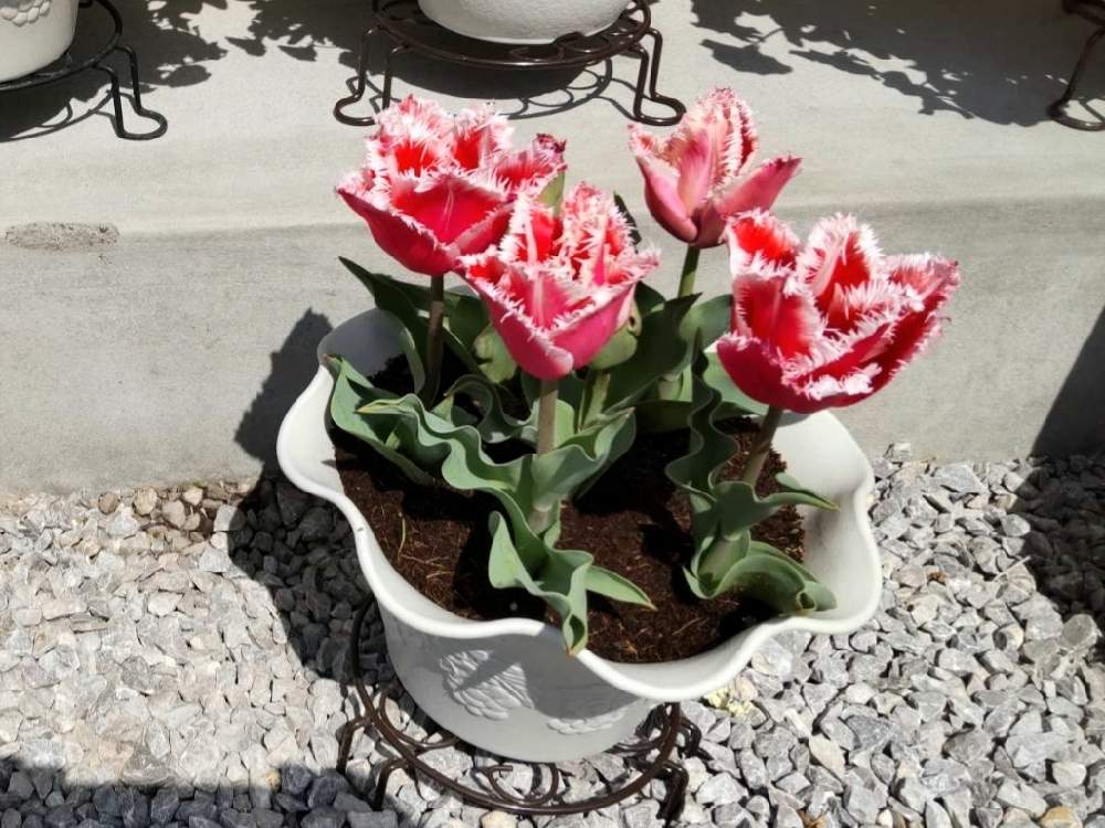 チューリップの投稿画像 By たまにゃんさん チューリップ ニューサンタと春のお花と初心者と春の訪れとおうち園芸と チューリップとパックンフラワー とガーデニングと花のある暮らし 21月3月27日 Greensnap グリーンスナップ