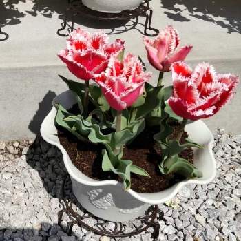 パックンフラワーの投稿画像一覧 Greensnap グリーンスナップ