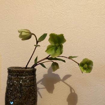 南町田グランベリーパークの投稿画像一覧 Greensnap グリーンスナップ