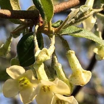 グミ科グミ属の投稿画像一覧 Greensnap グリーンスナップ