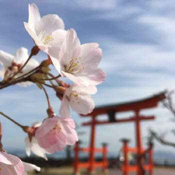この色も好きー♡の画像 by musubiさん | お出かけ先と桜　さくらと人生楽しく。といい感じ♡とこの色も好きといい、景色と絶対、綺麗。ときれ～い❤とスマホで撮影とこの色も好きー♡と『2021桜』フォトコンテスト