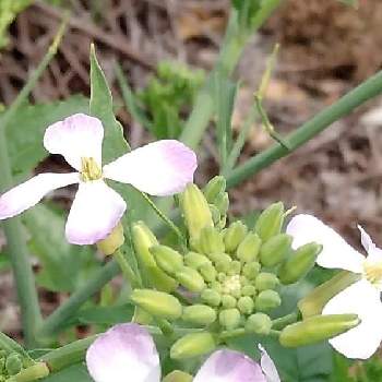 だいこんの花の投稿画像一覧 Greensnap グリーンスナップ