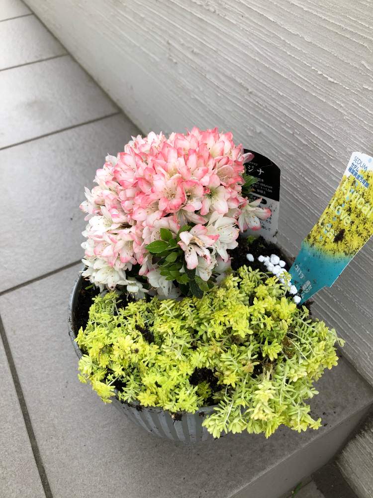 今日買った花 Greensnap グリーンスナップ