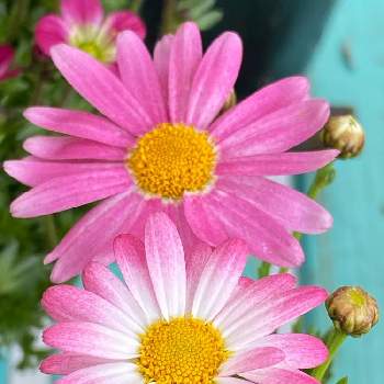 どんな時も笑顔の画像 by n i eさん | 小さな庭とマーガレットと楽しくhappyにと♡優しさに感謝♡と元気パワーと植物に感謝とマーガレットの花と大好きなお花とピンクのお花とどんな時も笑顔
