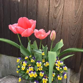 日々小さな発見！の画像 by majical -jさん | 玄関とチューリップの花と可愛いお花と癒しの植物と日々小さな発見！と元気の源と花のある暮らし