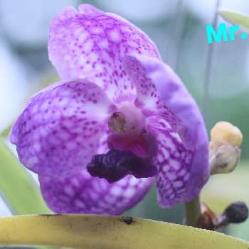 バンダ 翡翠蘭 の投稿画像一覧 Greensnap グリーンスナップ