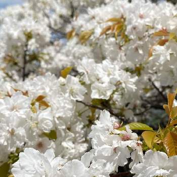 いい天気♪の画像 by なっちゃんさん | お出かけ先と八重桜とまっっ白と熊本城と緑に囲まれてと桜満開といい天気♪とワサワサと元気の源といやされるとかわいいお花と『2021桜』フォトコンテスト