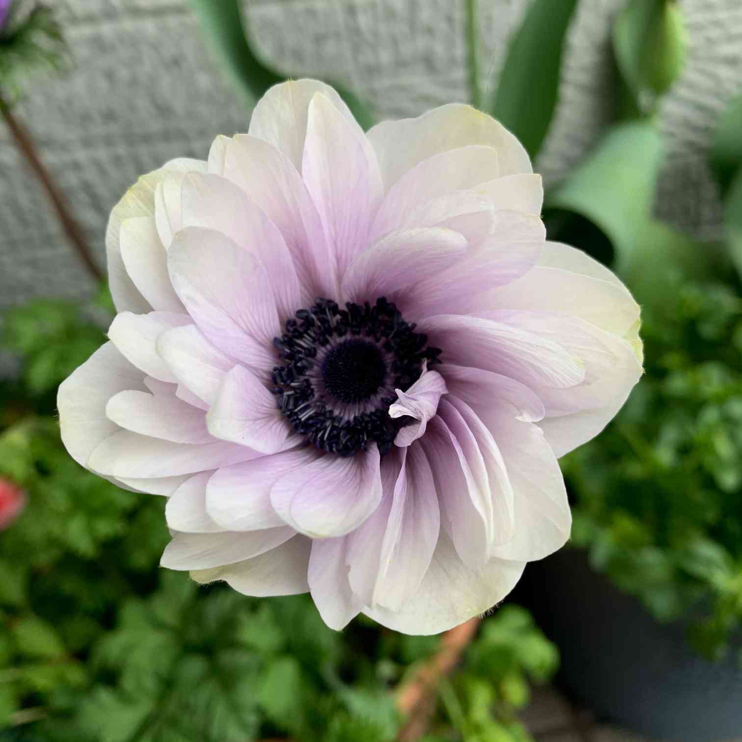 アネモネとラナンキュラスの球根植え付けから花が咲くまで