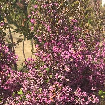 ヒースの投稿画像一覧 Greensnap グリーンスナップ