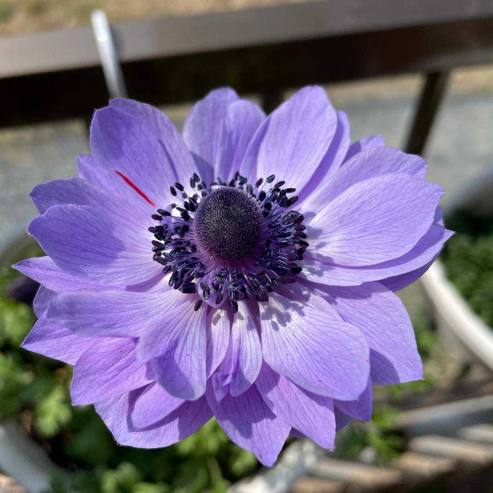 アネモネとラナンキュラスの球根植え付けから花が咲くまで