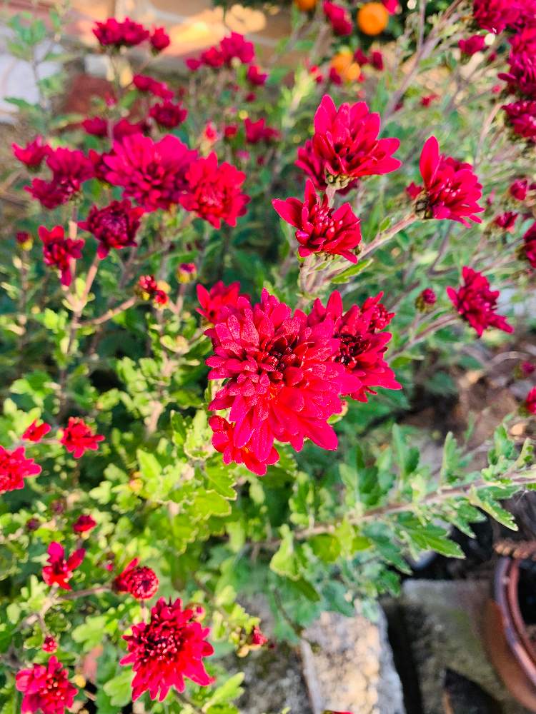 キクの投稿画像 By えみさん 赤い菊 21月3月27日 Greensnap グリーンスナップ