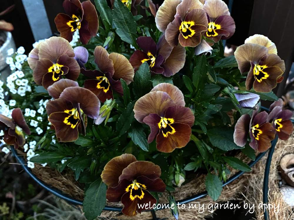 日陰育ちの投稿画像 By あっぴーさん 寄せ植えとナチュラルガーデンとno Green No Lifeと愛しいと植中毒とビオラ 金茶とビオラ と癒し と花のある暮らしとhtc社員とアリッサム と花粉症に負けないとかわいい花 21月3月 27日 Greensnap グリーンスナップ