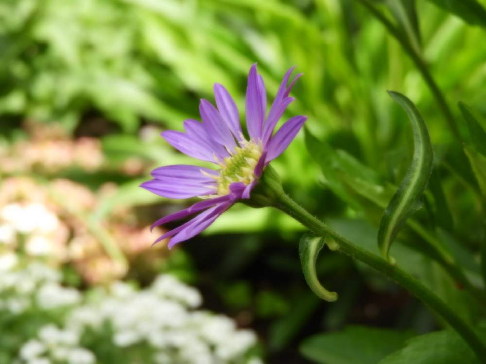 ミヤコワスレの投稿画像 By ほほさん 開花と咲いてくれてありがとう とお日さま一杯とカメラ練習中とおうち園芸と花のある暮らしと晴れと素朴な花と地植えとカメラ好き と春に育てた花21 21月3月27日 Greensnap グリーンスナップ