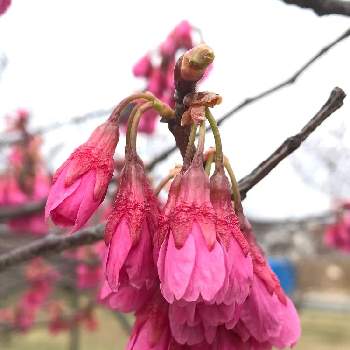 ピンクのつぼみの投稿画像一覧 Greensnap グリーンスナップ