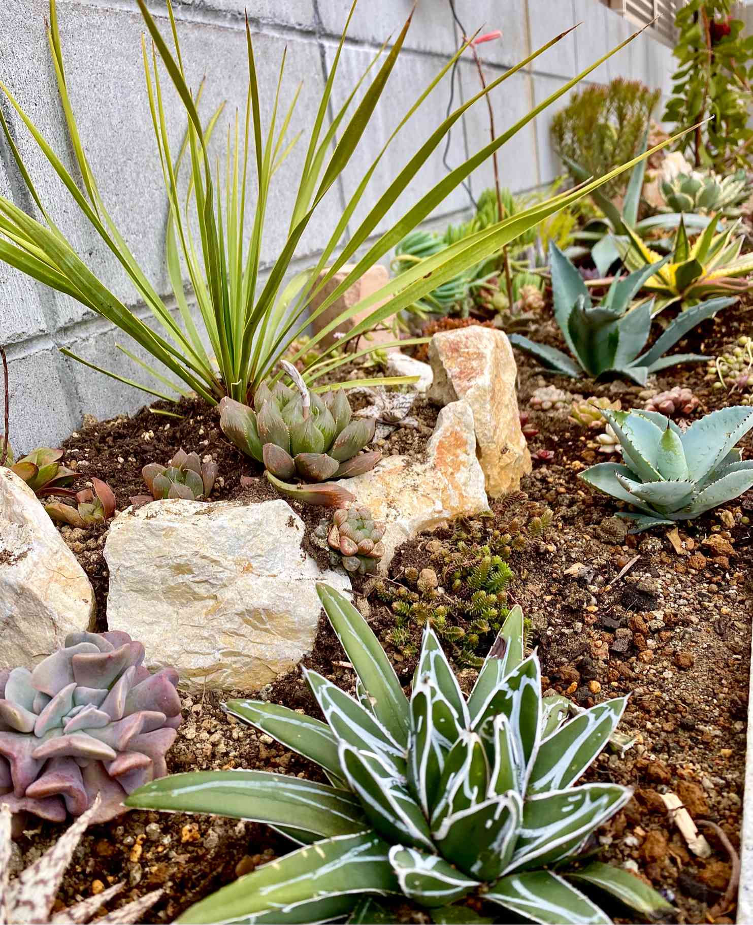 【訳あり】アガベ、多肉植物　いろいろ　まとめて 1616853100873_272147_photo.jpg