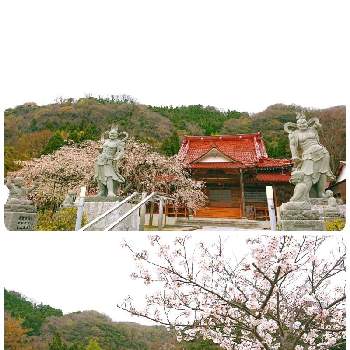 垂れ桜の画像 by keiさん | お出かけ先と桜　さくらと垂れ桜ときれい～✴とさくら　桜