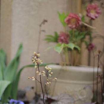 ビオラ ビビ クリアライトブルーの投稿画像一覧 Greensnap グリーンスナップ