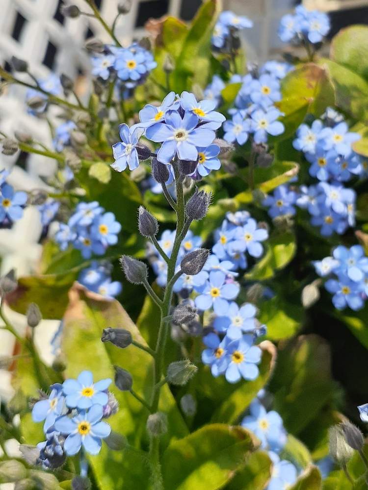 勿忘草 わすれなぐさ の投稿画像 By ブルーフェアリーさん 花のある暮らしとおうち園芸と私の花アルバムと私の花暦とチーム ブルーとチーム ブルーno 109 21月3月27日 Greensnap グリーンスナップ