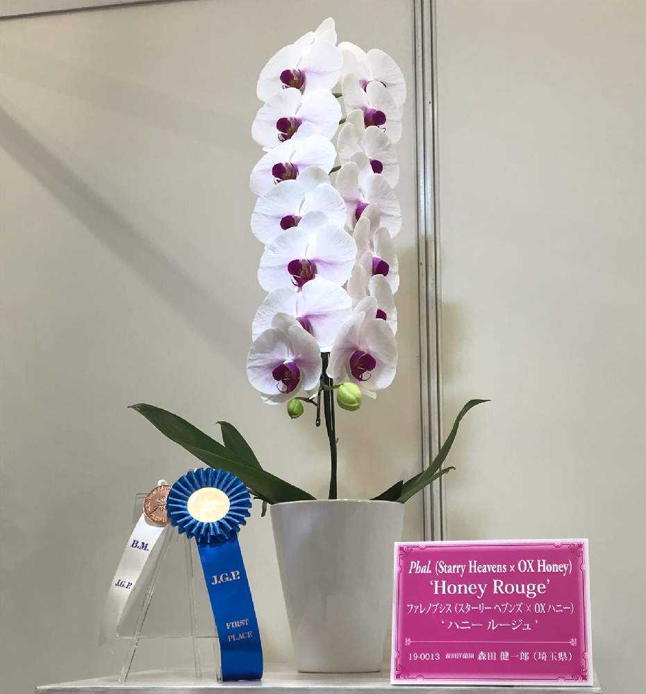 世界らん展21に行ってきました Greensnap グリーンスナップ