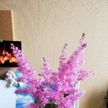 ふわっふわの画像 by コジロー植物園さん | 玄関とアスチルベとかわいい♡とふわっふわとアスチルベ ピンク
