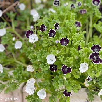 地植え花壇の投稿画像一覧 Greensnap グリーンスナップ