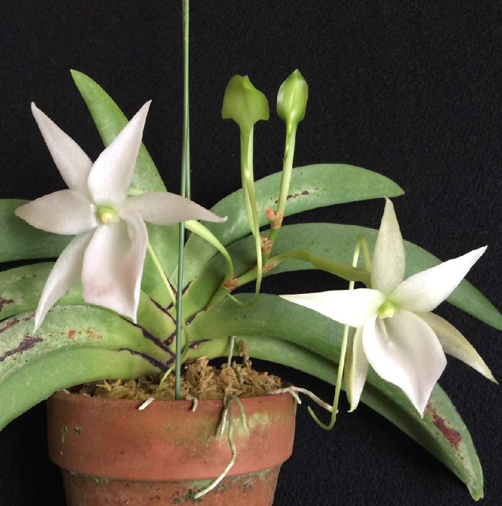 アングレカムの投稿画像 By かざぐるまさん レオニス 21月3月28日 Greensnap グリーンスナップ Greensnap グリーンスナップ