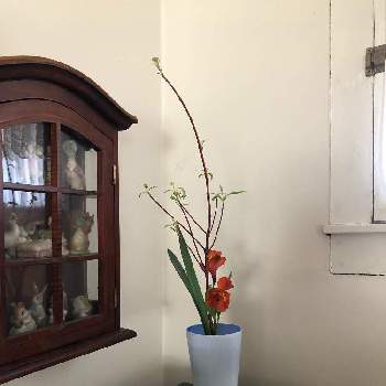 サンゴミズキ の投稿画像一覧 Greensnap グリーンスナップ